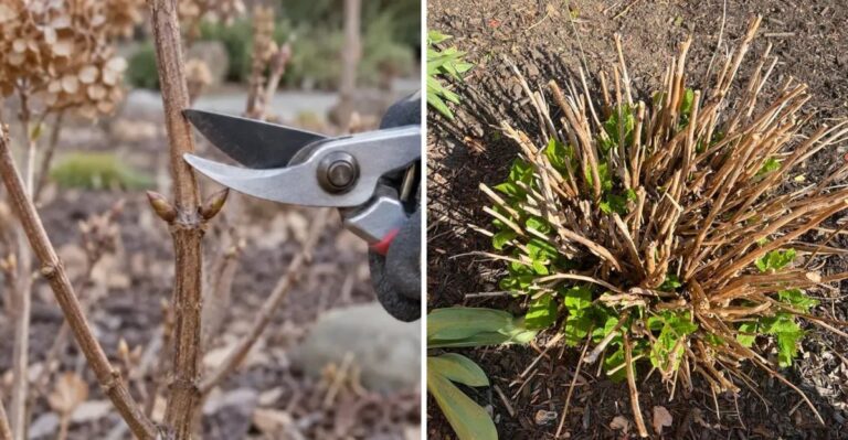 Fall Hydrangea Pruning Mistakes That Cost You Next Year’s Flowers