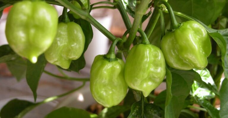 How To Make The Most Of Unripe Peppers When An Early Frost Hits Michigan