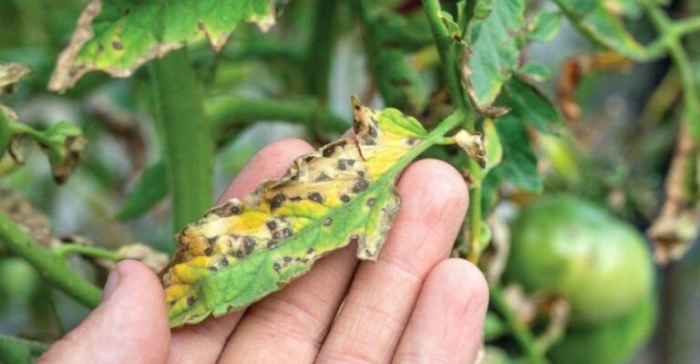 What Those Black Spots On Your Tomato Leaves Are Actually Telling You
