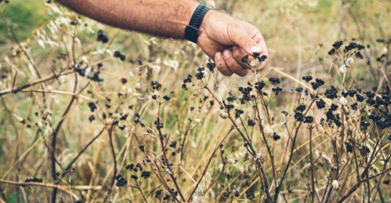 Is It Legal To Collect Native Seeds From Ohio Parks?