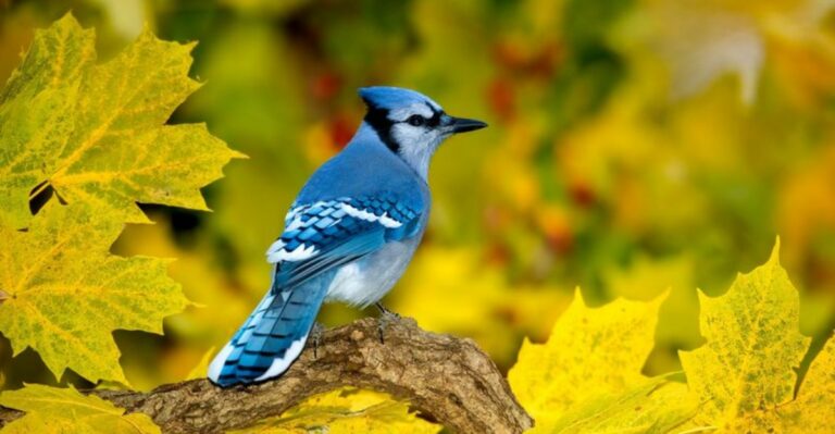 The Loud Blue Bird In Florida Yards Is Doing More Good Than Most People Think