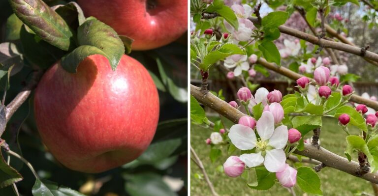 The Famous Minnesota Apple Was Nearly Thrown Away And Half Of Its Family Tree Is Still A Mystery