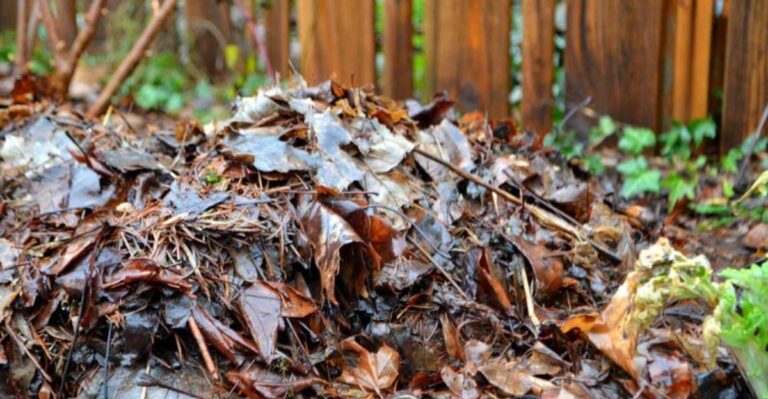 Fallen Leaves Left On Indiana Lawns This October Do More Good Than Most Homeowners Think