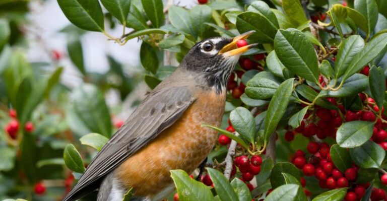 10 Florida Native Plants That Bring Robins To Your Yard All Winter