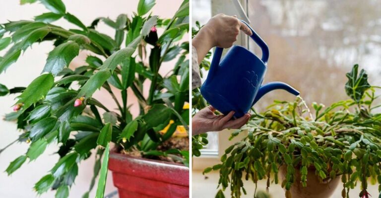How To Care For Christmas Cactus During Fall In Pennsylvania