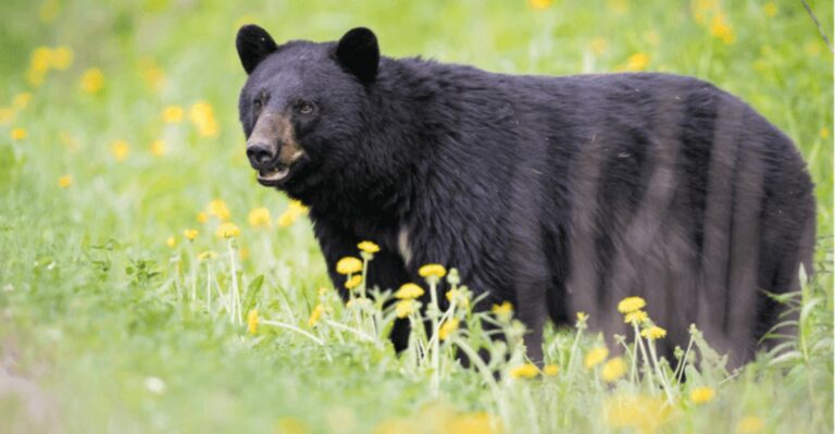 Why Florida Black Bears Start Getting Much More Interested In Food Around Homes In Fall