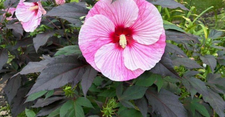 What To Do With Hardy Hibiscus Once It Finishes Blooming In Michigan