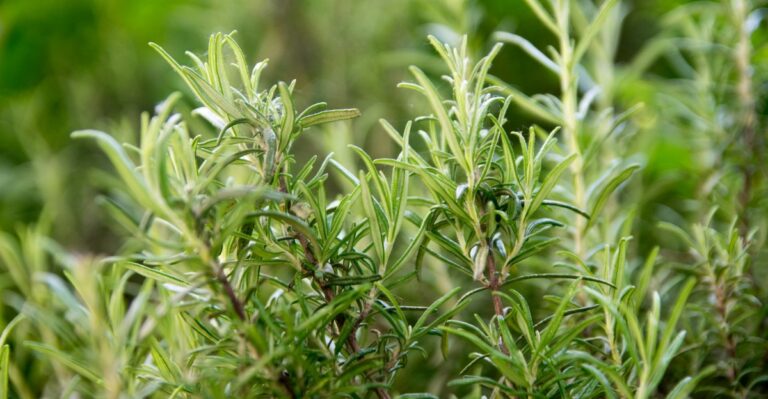 The Florida Herb Worth Planting In October That Practically Grows Itself