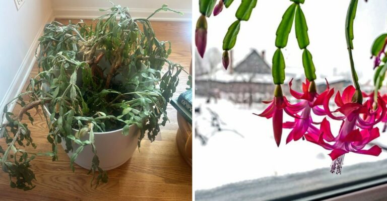 Why Your Ohio Christmas Cactus Goes Limp In Winter And How To Perk It Back Up