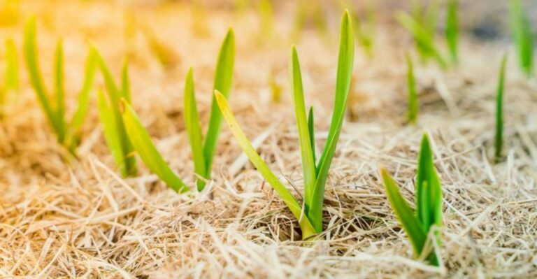 Can You Plant Grocery Store Garlic? What Gardeners Should Know