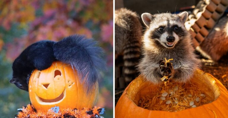 Why Squirrels And Raccoons Keep Eating Your California Jack O Lanterns And How To Stop It