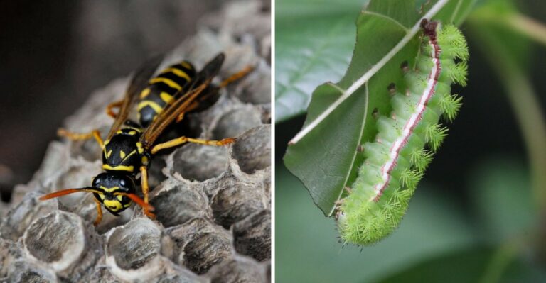 7 Venomous Insects Every Pennsylvania Resident Should Know About
