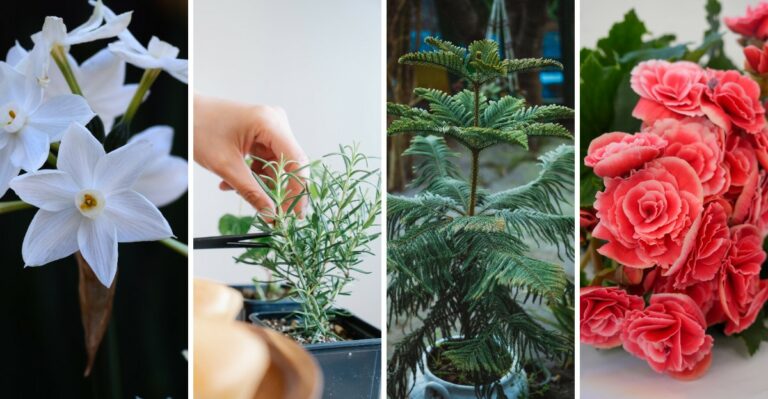 10 Popular Christmas Plants You Can Grow Indoors In New York