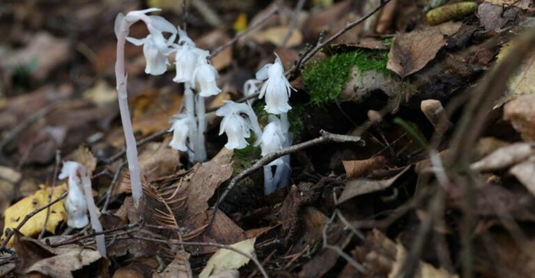 Spooky-Named Ohio Native Plants And How They Got Their Names