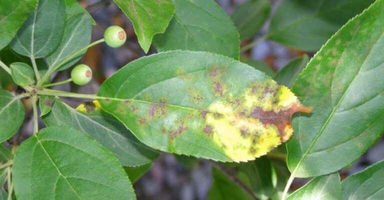 Why Mulch Gets Blamed For Scab-Infected Apple Leaves On Michigan Lawns