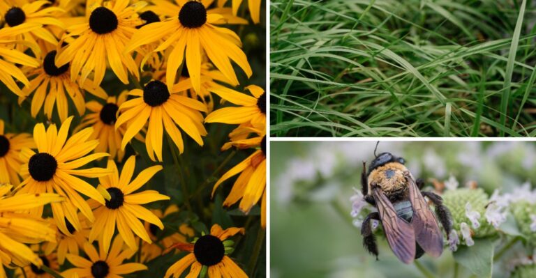 Tired Of Weeding? Plant These Virginia-Friendly Perennials That Help Crowd Out Weed