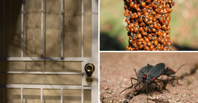 Common Fall Bugs That Enter Your Home And Simple Ways To Prevent Them