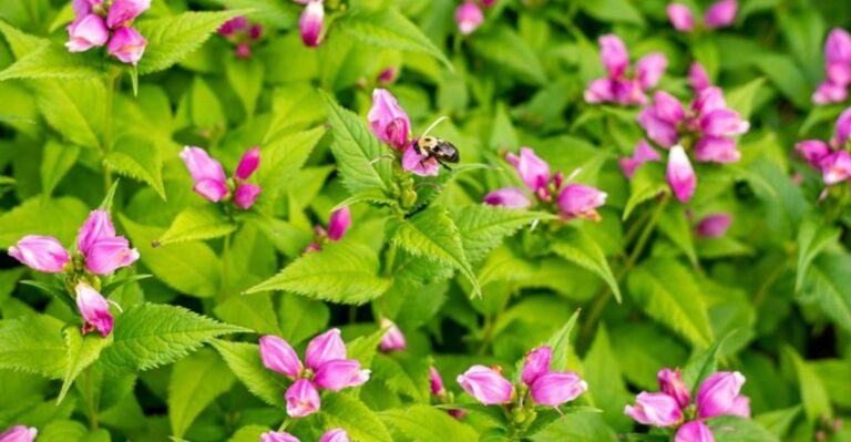 Why Turtlehead Is A Native Fall Bloomer Made For Damp North Carolina Shade