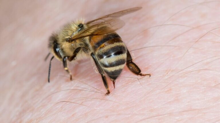 Honeybee Venom Peptide Melittin Disrupts Breast Cancer Cell Membranes in Lab Tests