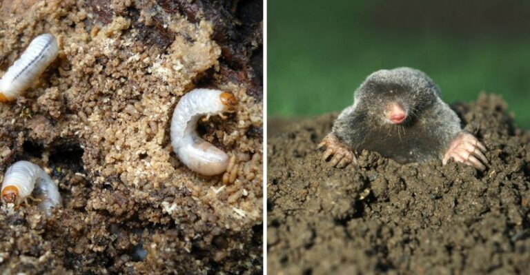 7 Things Moles Can’t Resist In Your Texas Yard