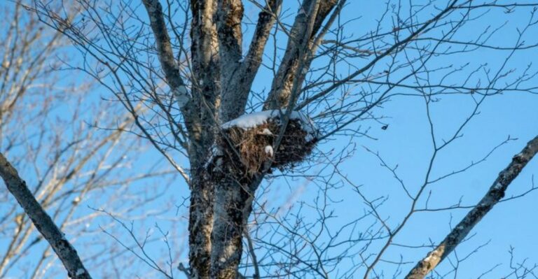 That Leafy Ball In An Alabama Oak Tree Looks Like A Bird’s Nest But Belongs To Someone Else