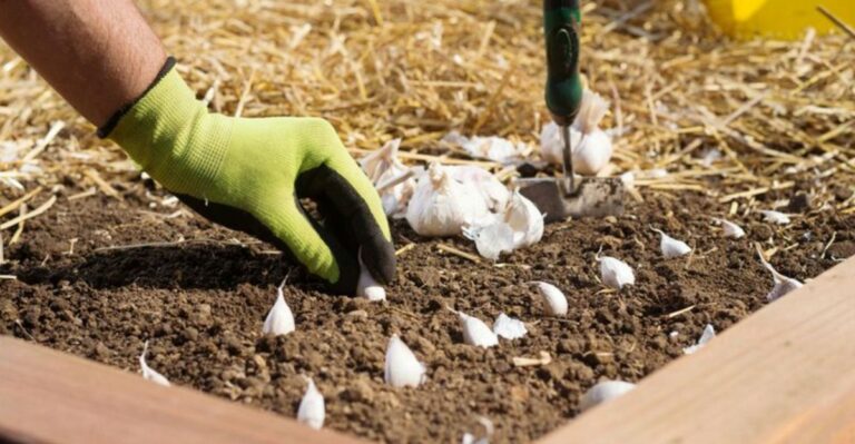 The October Garlic Planting Mistake That Gives Ohio Gardeners Tiny Bulbs