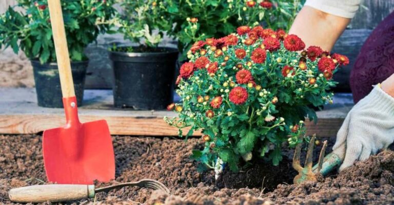 Will Potted Mums Come Back Next Year If You Plant Them In The Ground This Fall?
