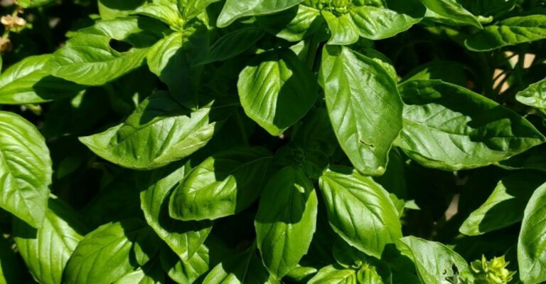 You Don’t Need A Garden Bed To Grow Kitchen Herbs On A Sunny Arizona Patio