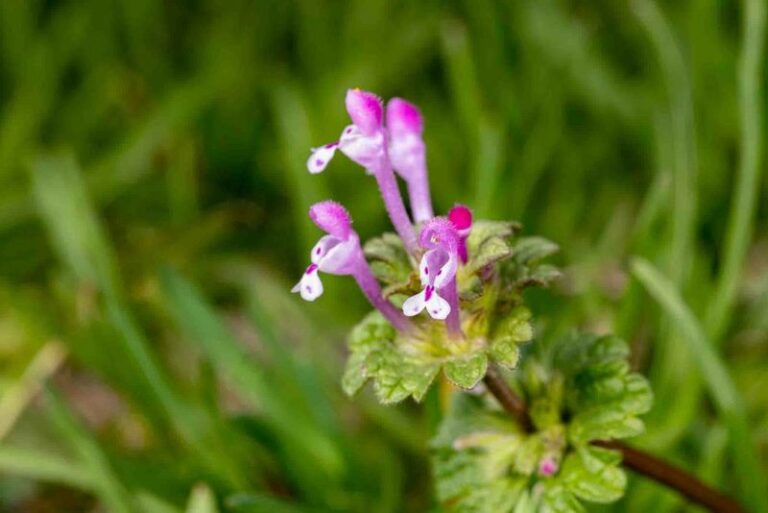 The Winter Weeds That Show Up in Arizona Yards After the First Fall Rain