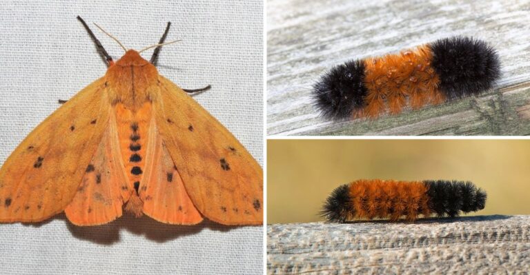 Fuzzy Black-And-Orange Caterpillars Crossing Missouri Driveways Are Searching For Winter Shelter