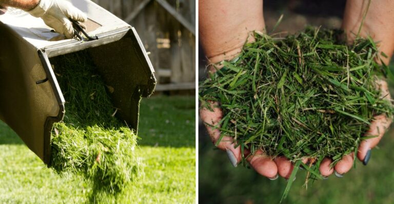 Stop Bagging Your North Carolina Grass Clippings In October Or You Lose Free Nutrients