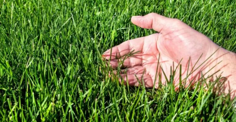 The October Lawn Task Georgia Fescue Owners Should Not Put Off