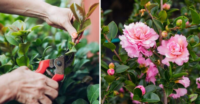 Leave Georgia Camellias Untrimmed This Fall Or Risk Losing Upcoming Blooms