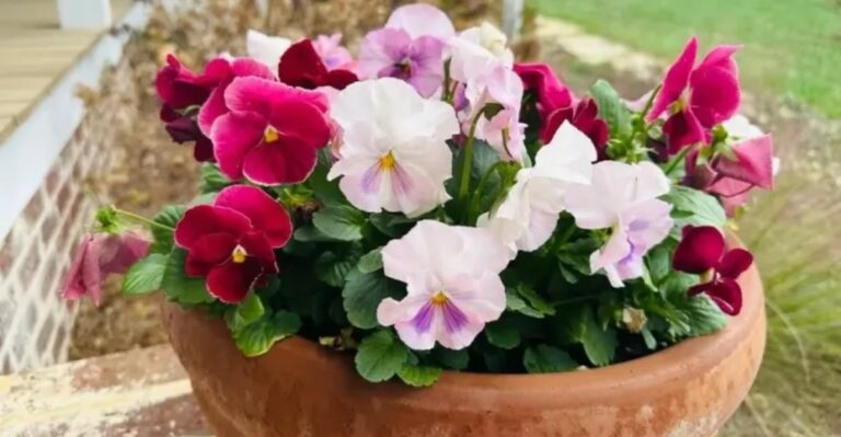 Do This For North Carolina Pansies In October Or The Heat Will Leave Them Struggling
