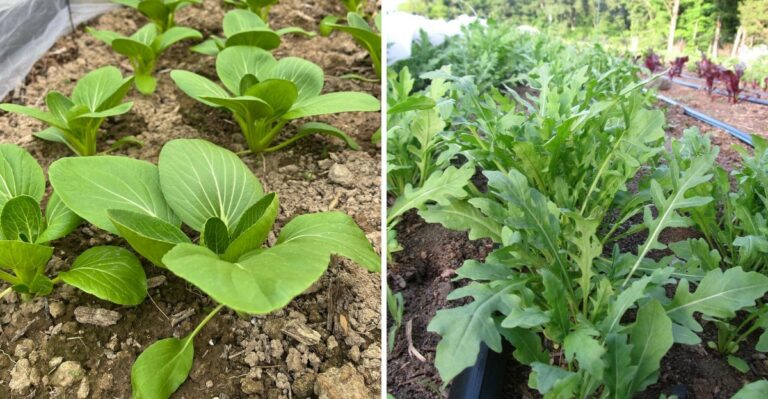 These Cool-Season Greens Can Still Be Planted In Georgia Before Frost