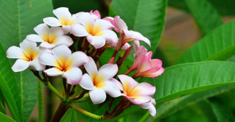 Should You Prune A California Plumeria Before Winter Or Wait Until Spring?