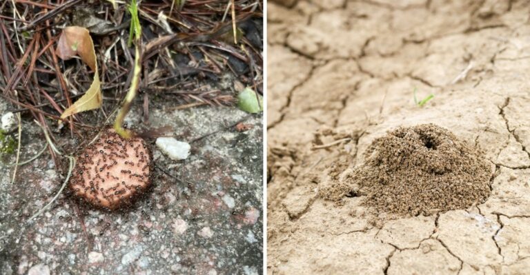 This Is The Last Chance To Bait Alabama Fire Ants Before Fall Ends
