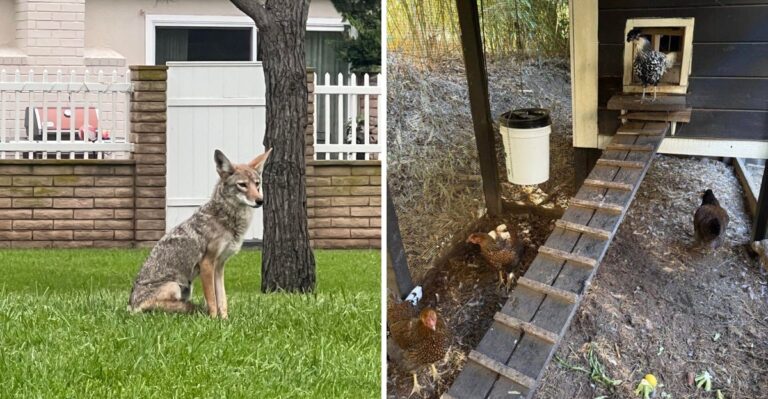 8 Strong Scents That Attract Coyotes To Georgia Yards