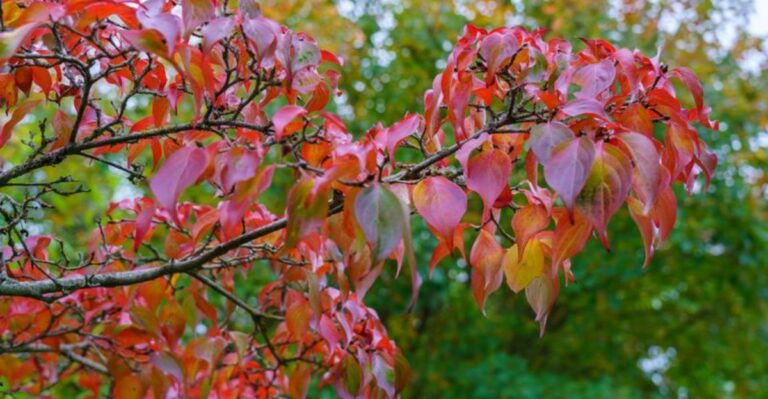 The One Thing North Carolina Dogwoods Need In October Or They Will Skip Blooming Next Spring