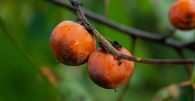 How Ohioans Use Wild Persimmons After The First Frost