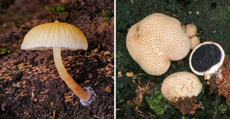 These Texas Mushrooms Should Be Left Alone In Your Yard