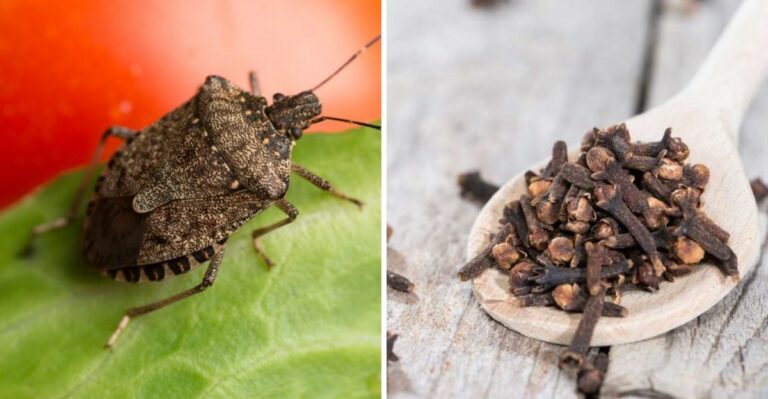 The Simple Pantry Repellent Some California Homeowners Use To Keep Stink Bugs Out Of The House