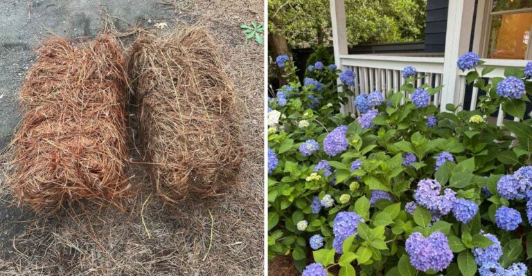 Georgia Gardeners Should Add Pine Straw Mulch Around Hydrangeas This October