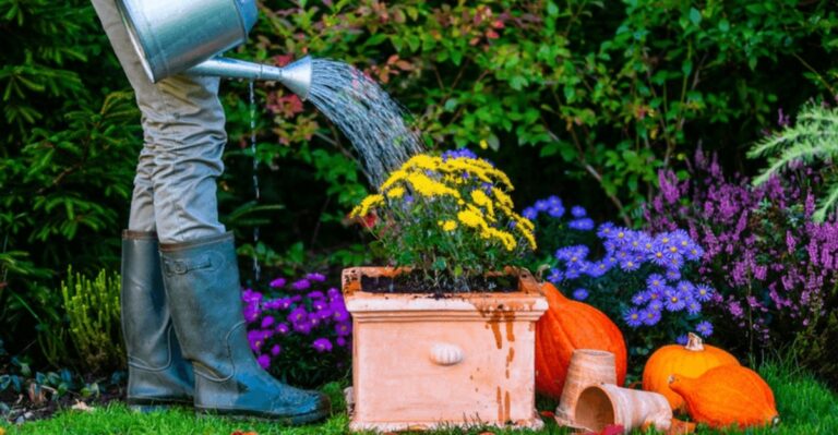The Watering Mistake That’s Often Overlooked And Quietly Weakening Alabama Mums