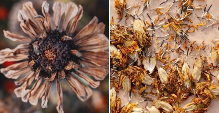 How To Save Seeds From Your Ohio Zinnias And Marigolds For Next Year