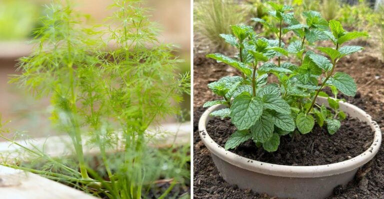 The California Herbs To Sow In October For Winter Harvests