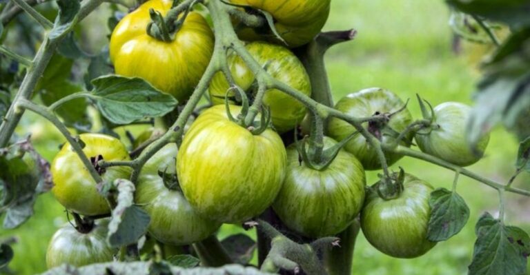 Should You Pull The Whole Tomato Plant Or Just Pick The Green Fruit Before A Michigan Frost