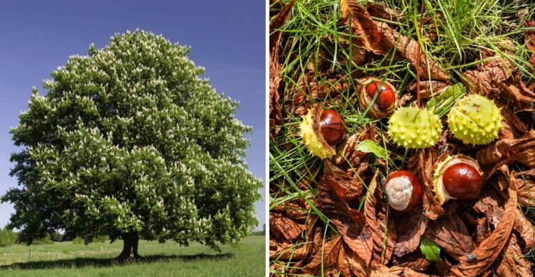 The Pennsylvania Tree With Seeds That Look Like Chestnuts But Are Toxic