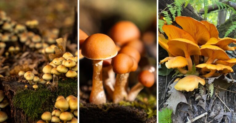Poisonous Mushrooms Are Sprouting In New Jersey Yards And Here Is How To Spot The Ones To Avoid