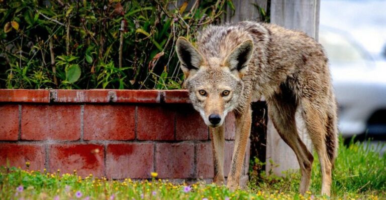 8 Things To Do If A Coyote Shows Up In Your Missouri Yard (And 3 You Shouldn’t)